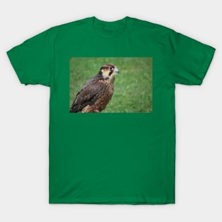 Kestrel T-Shirt